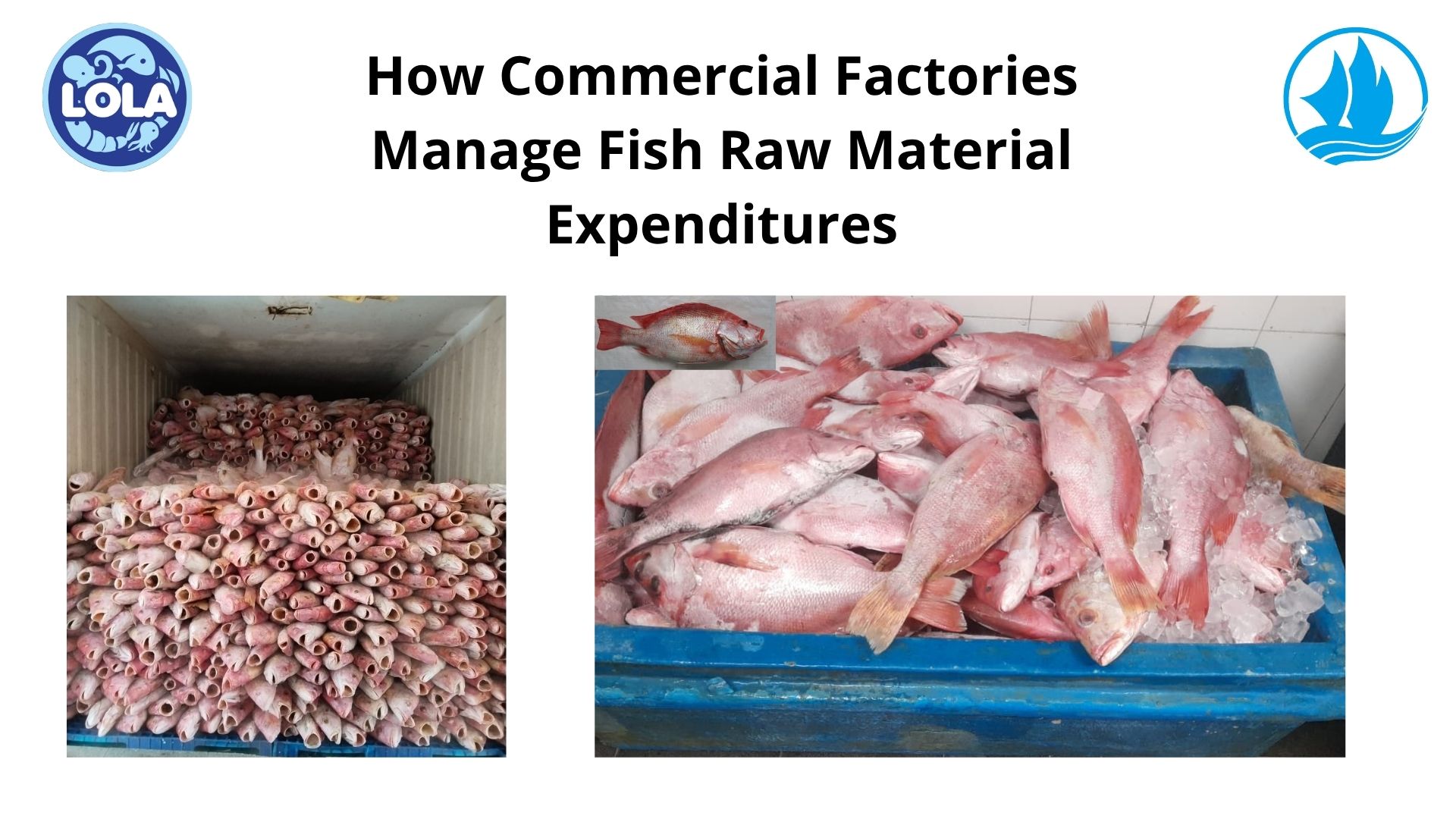  How Commercial Factories Manage Fish Raw Material Expenditures